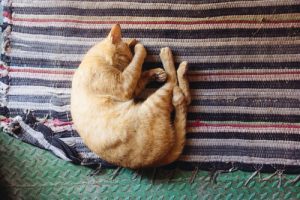Ginger cat lying on rubber floor with layers of striped rugs on top as an interior feature
